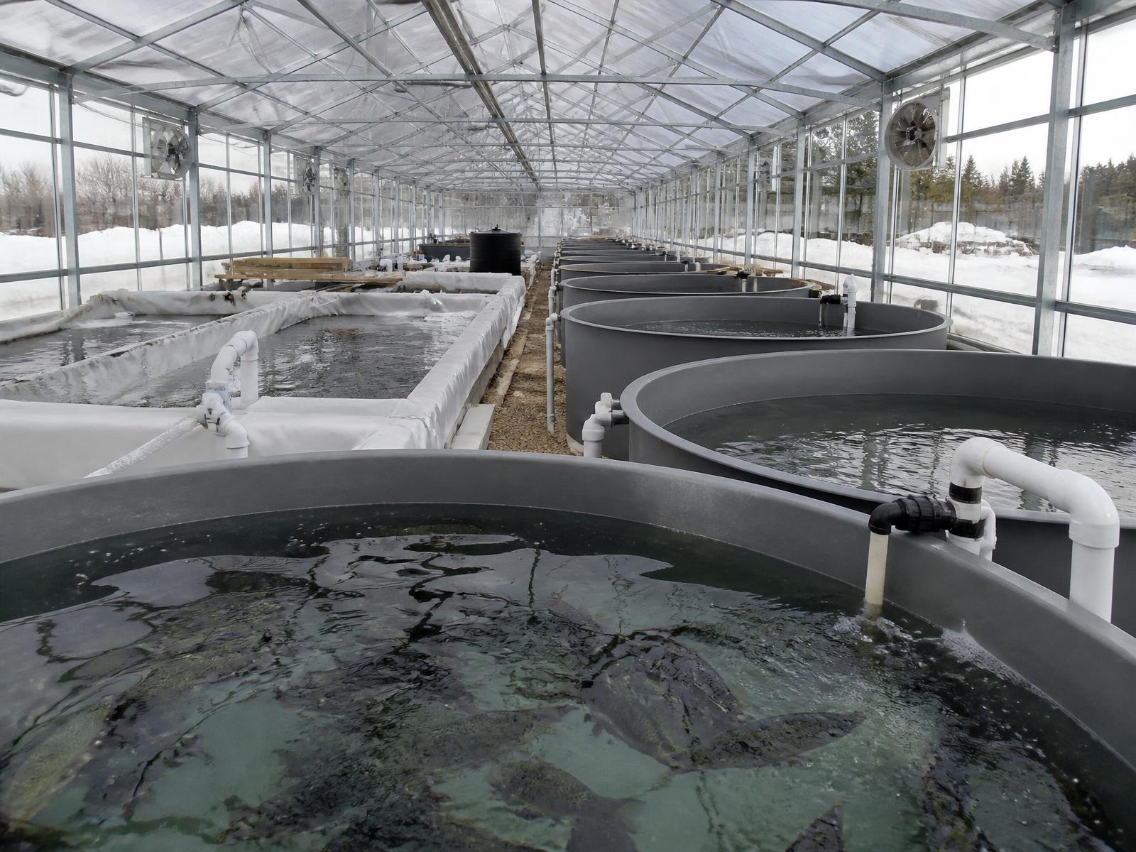 Fish ponds at the farm where catfish and tilapia are raised before drying