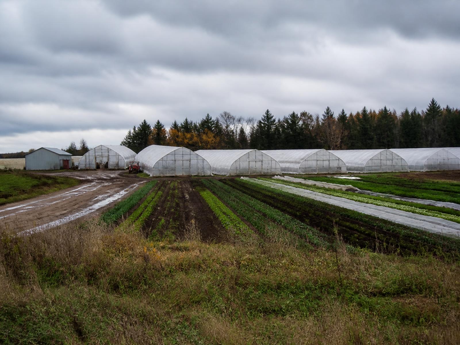 Greenhouse vegetable beds at the farm in East Garafraxa, Ontario