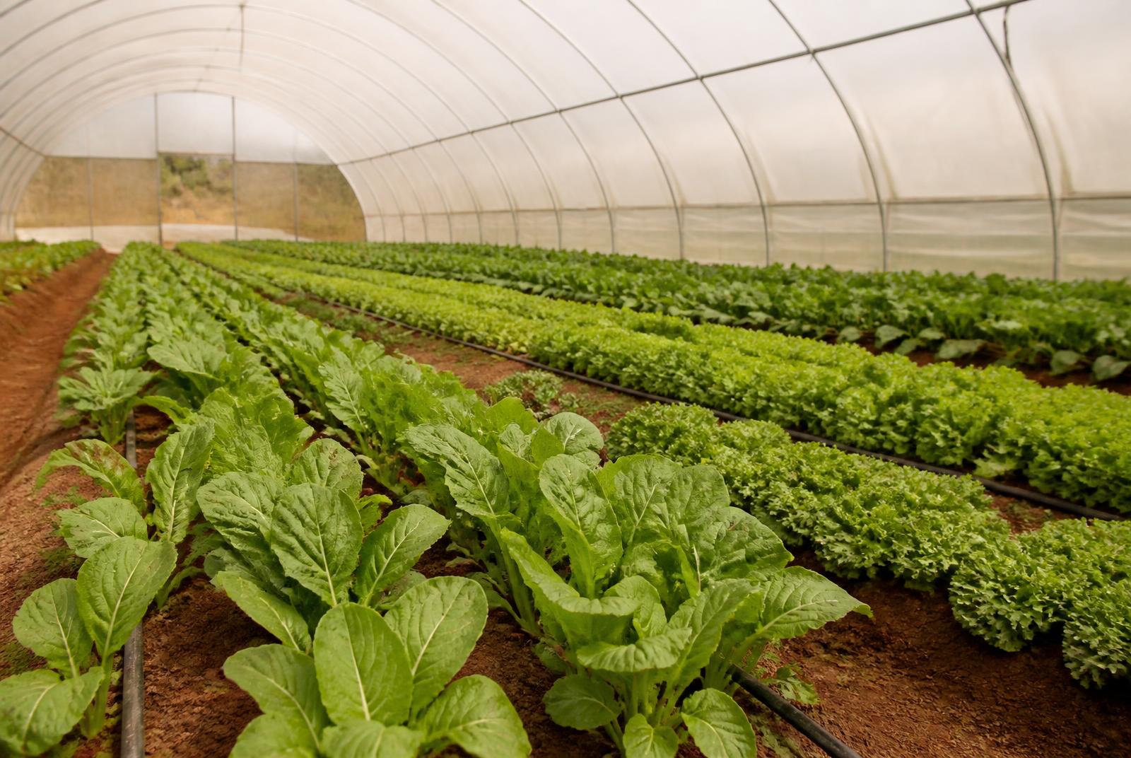 Inside a greenhouse tunnel with rows of leafy vegetables under drip irrigation