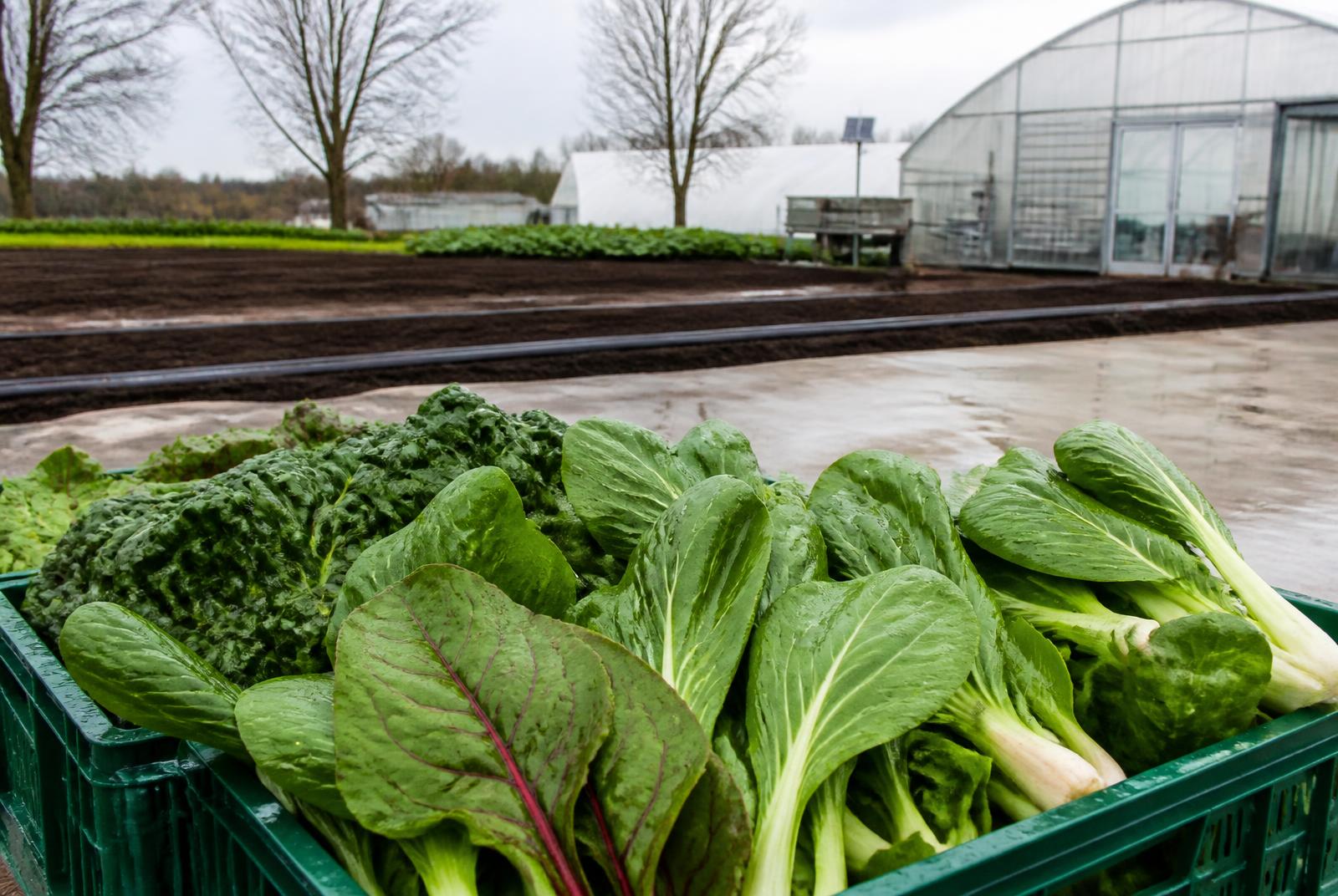 Vegetables