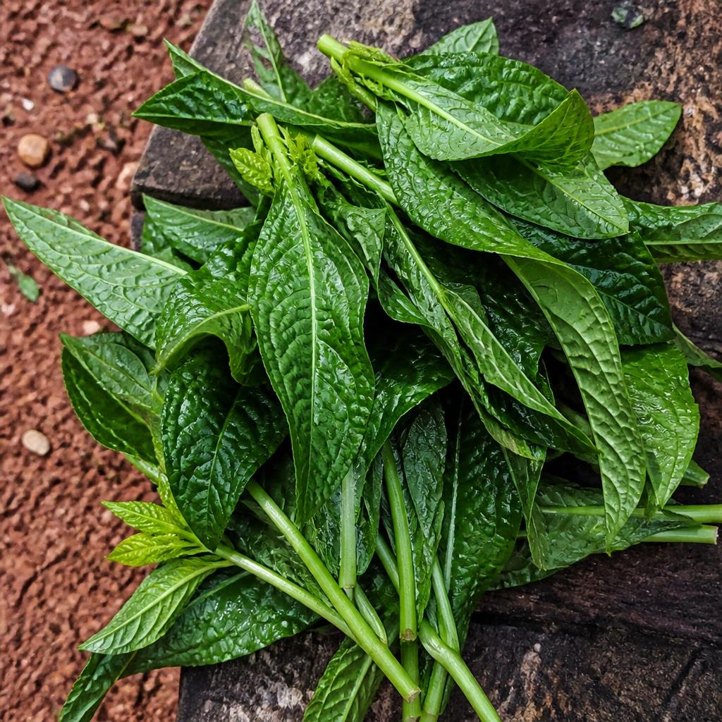 Bitter Leaf