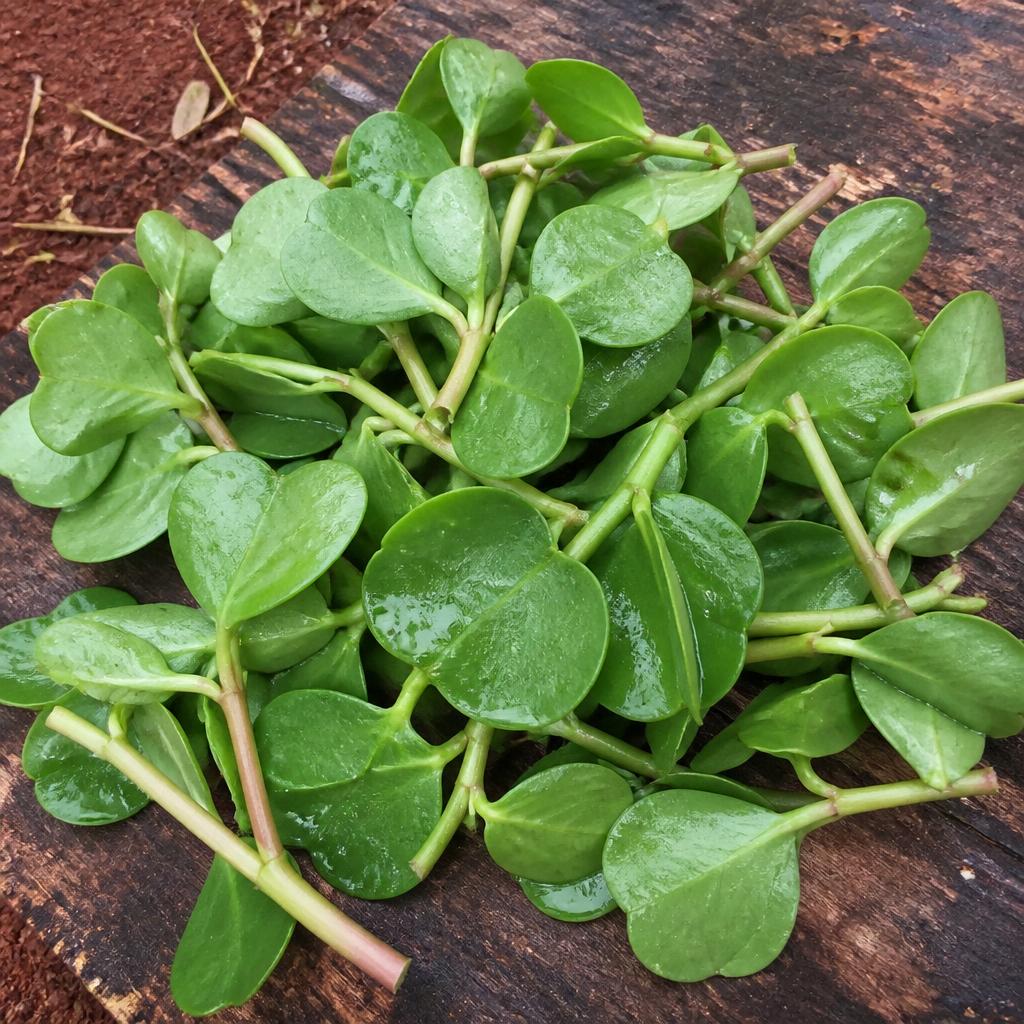 Fresh water leaf harvested at the farm